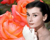 ����, ��������� � ����� �������������