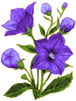 http://justclickit.ru/flash/flower/flower%20(872).gif